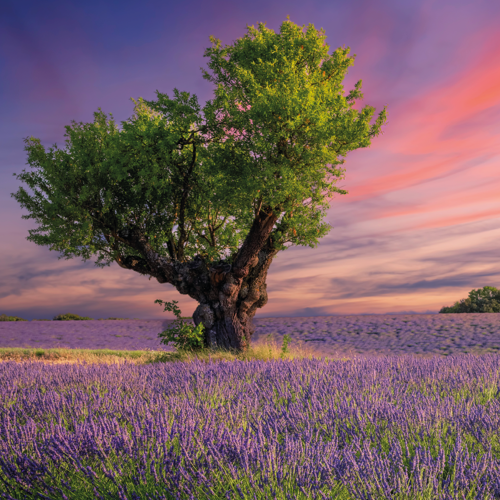 Arbre robuste sur un champ de lavande au coucher du soleil, symbolisant la croissance et la transformation personnelle.