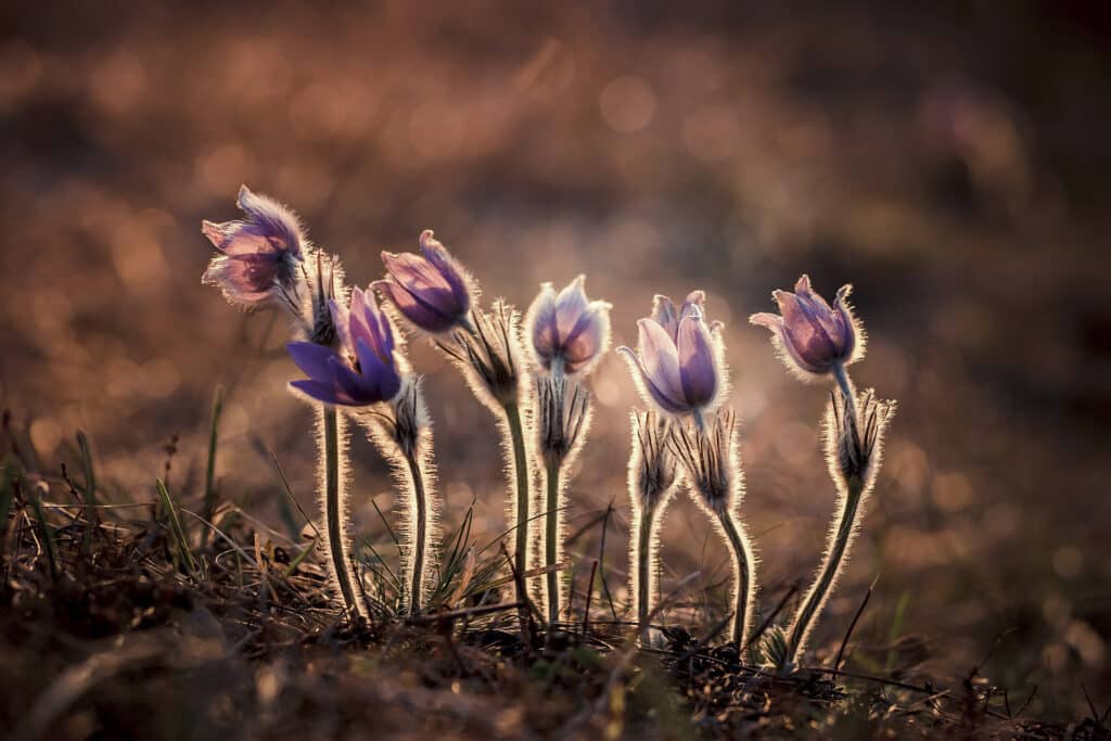 Fleurs sauvages capturées dans la lumière dorée du soleil, symbolisant la guérison et le renouveau avec la technique RITMO®.